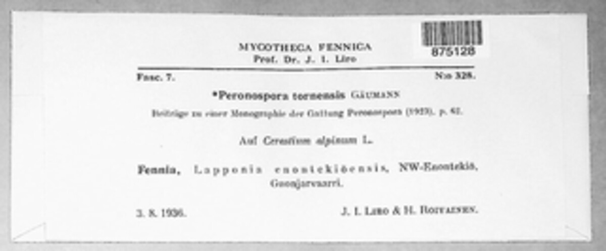 Peronospora tornensis image